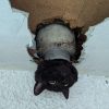 Cat wriggles through drainpipe – but with less-than-purrfect results