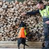 Nature’s best friend: Sniffer dog roots out tree disease in UK first