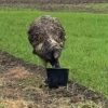 Stop chasing on-the-run emu in your 4x4s, police warn drivers