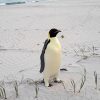 Malnourished emperor penguin found in Australia after 2,000-mile journey