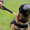 Dogs pictured wearing goggles, ear defenders and cool vests – here’s why