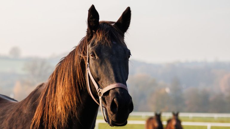 Bird Flu Could Be Spreading To Horses Undetected, Study Finds – RiseUP ...